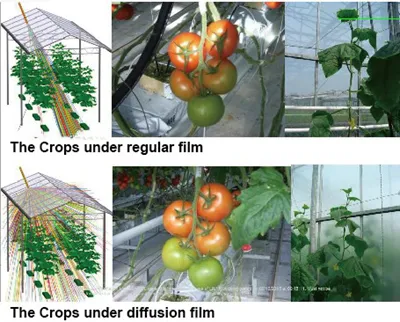 Greenhouse Diffused Plastic Film